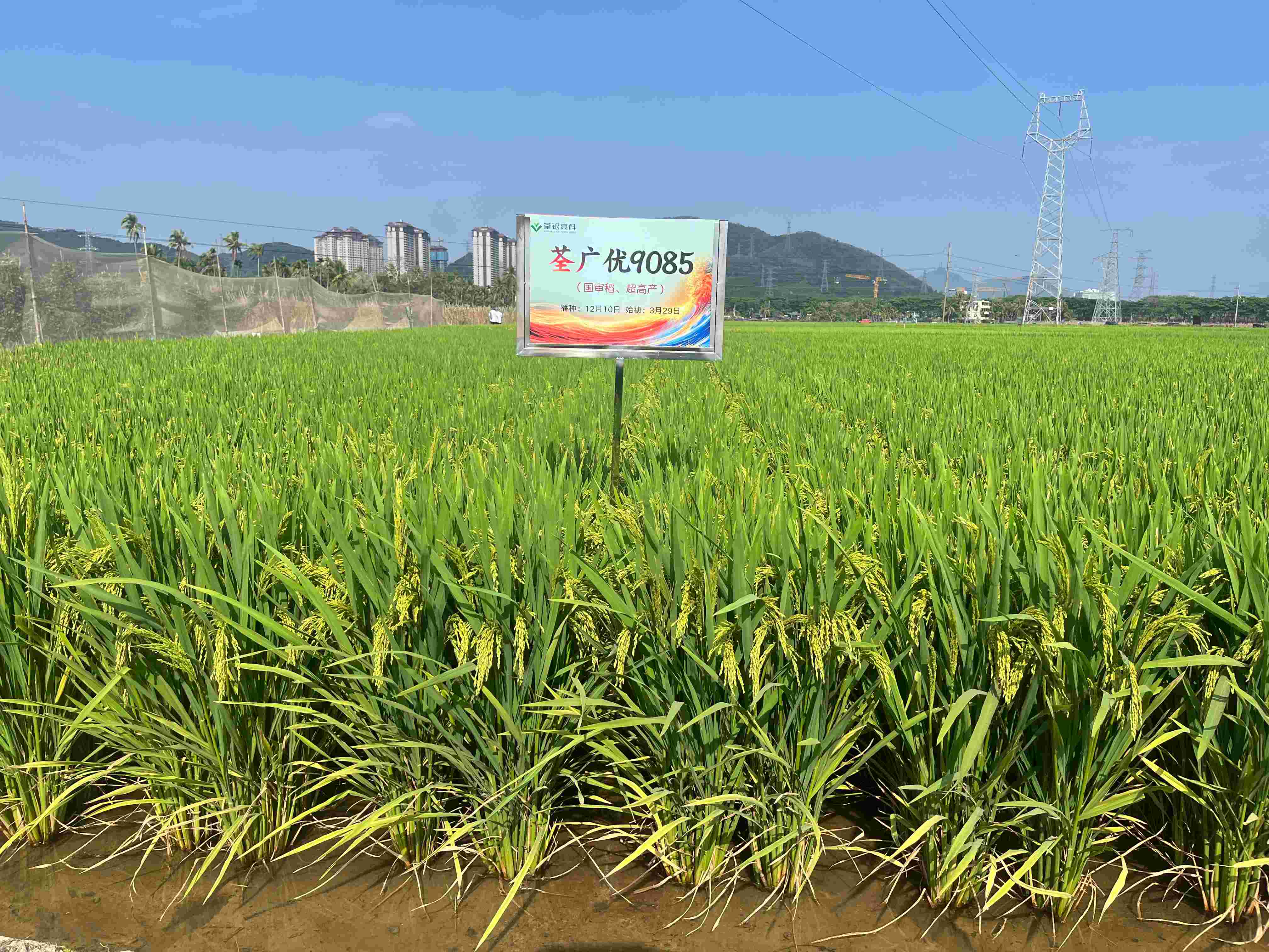 荃廣優9085 (2).jpg